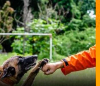 Resgates de animais no Ceará chegam a quase 6 mil nos primeiros cinco meses de 2026