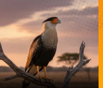 Carcará: desvendando a complexa natureza do falcão brasileiro