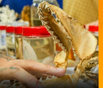 ALECE SEDIA MOSTRAS SOBRE A FAUNA CEARENSE PARA FORTALECER CONSCIENTIZAÇÃO AMBIENTAL