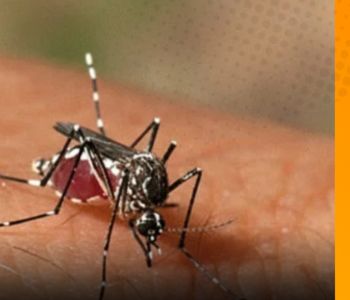 Dengue em Hidrolândia: 94 casos confirmados elevam incidência e acendem alerta no Ceará