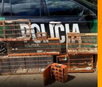  PM RESGATA AVES SILVESTRES MANTIDAS IRREGULARMENTE EM CATIVEIRO EM SÃO BENEDITO. MULTA APLICADA CHEGA A R$ 4,5 MIL