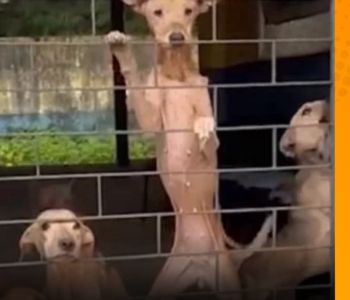 Resgate em São Benedito salva 14 cães vítimas de maus-tratos e mobiliza autoridades
